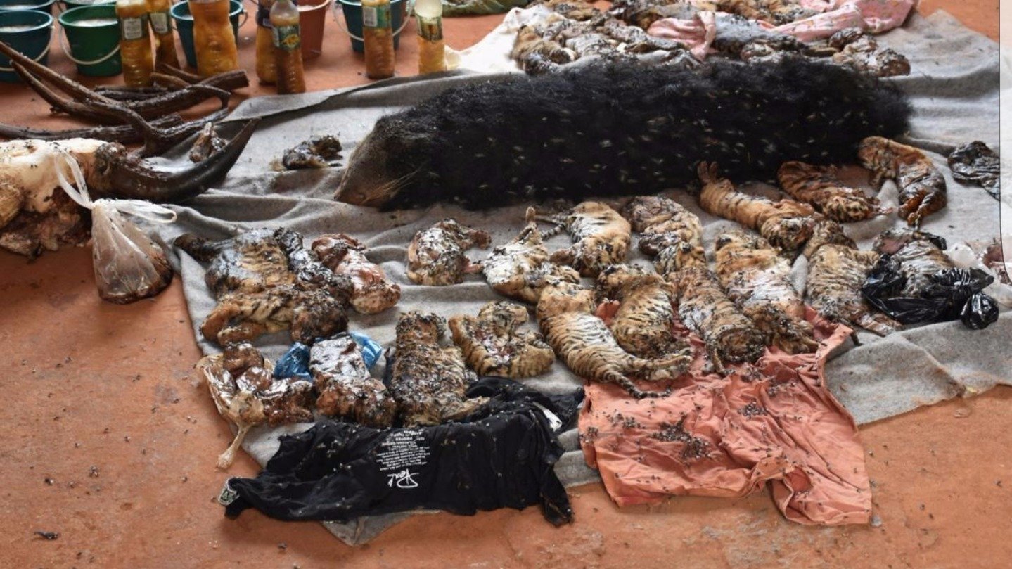 Petition · Shut down tiger temple! 40 beautiful endagered dead tiger