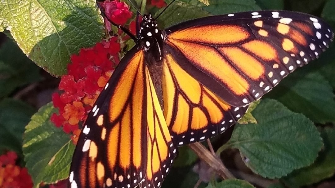 Petition · HELP ASAP KEEP BUTTERFLY HOUSE IN NAVARRE PARK, FL
