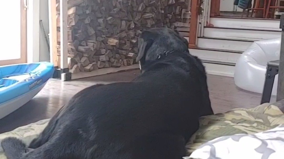 Petition · Get Rid Of Kill Shelters ·