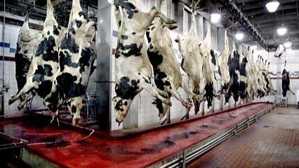 Petition · Help stop Mark Zuckerberg from killing innocent Animals