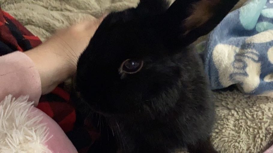 Petition · keep bunny! United States ·