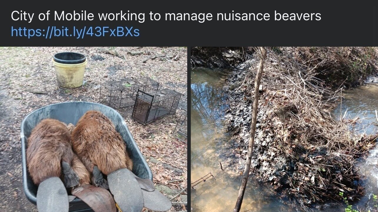 Petition · Protect Beavers from Unjustified Killing due to Dam ...