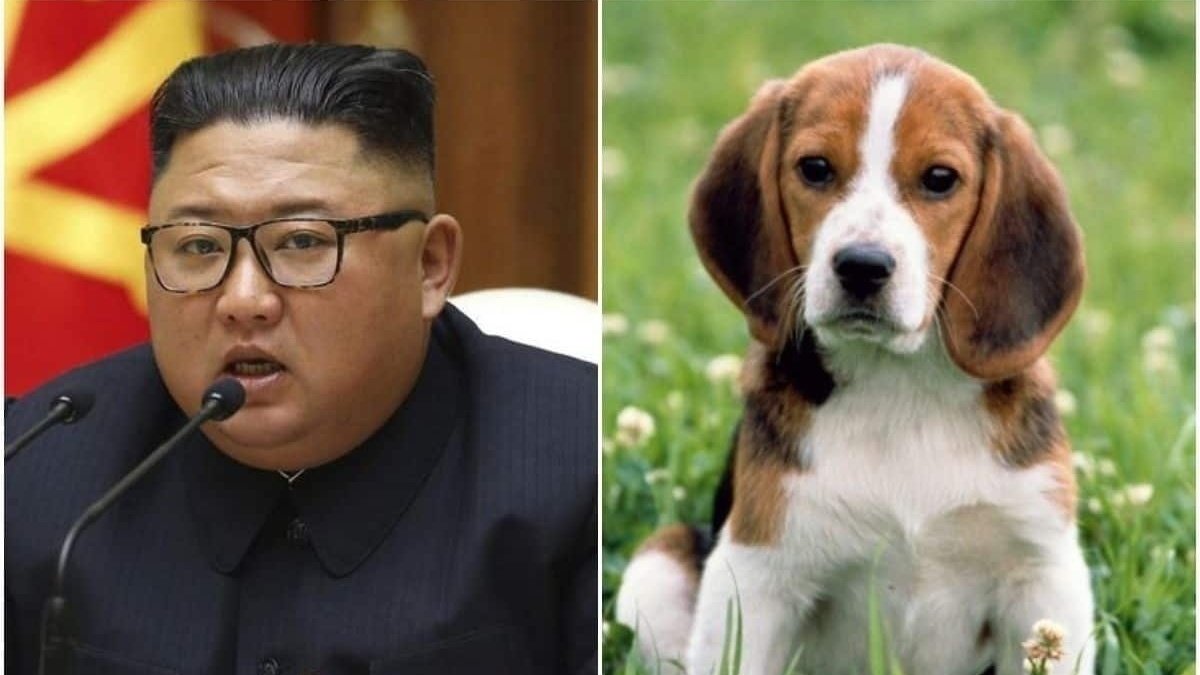 Petition · Dogs are being taken from owners in North Korea and being