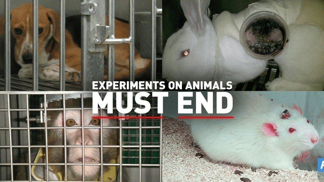 Petition · STOP ANIMAL TESTING Ireland ·