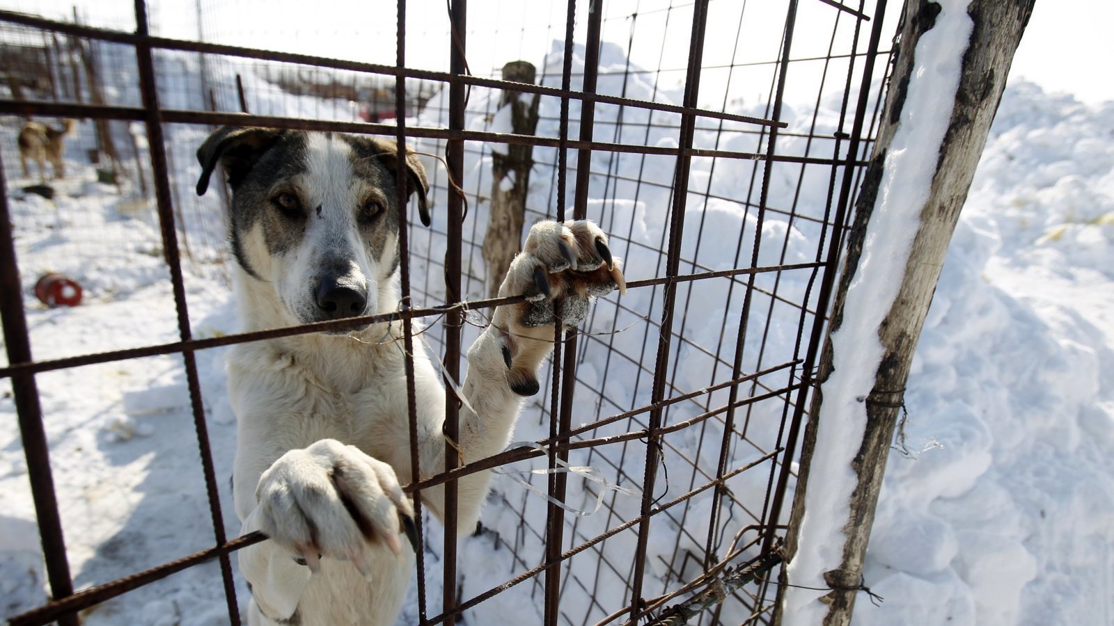 Petition · Make it illegal to house dogs outside 24/7 unless they are