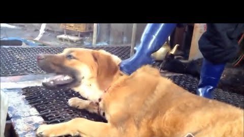 Petition · Mr. Koo Bon-Sik: As a Business Leader Help to End the Cruel