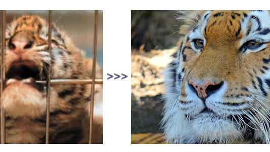 Petition · Ban Traveling Circuses in Somerset County - United States