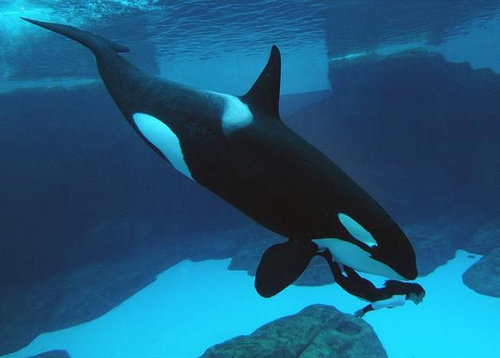 Petition Â· Free Corky, the longest captive kept orca in