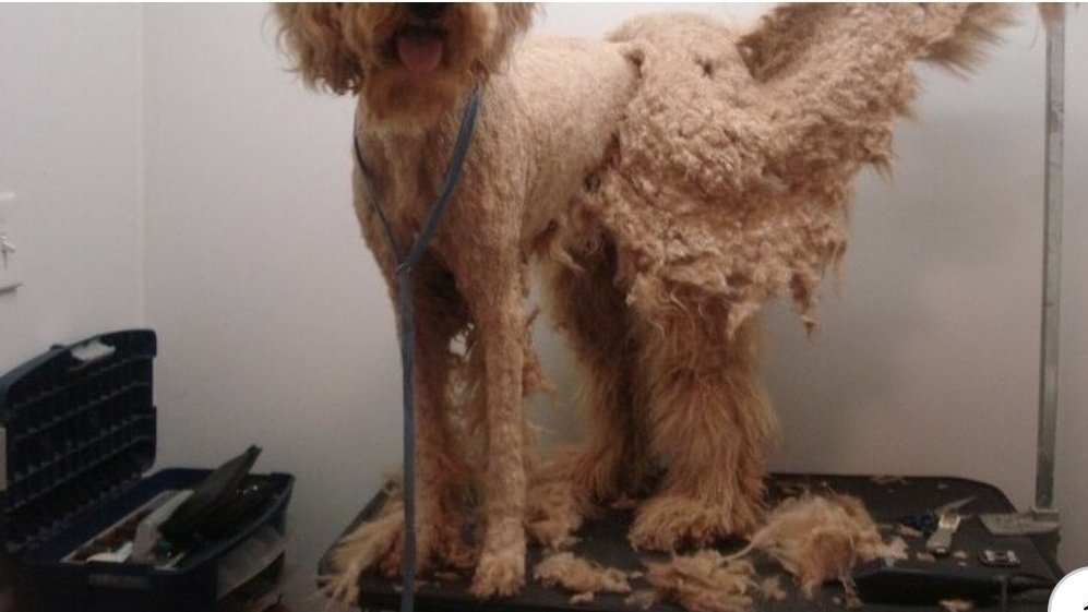 essential pet grooming