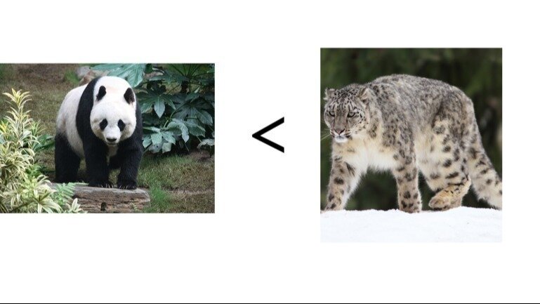 Petition · Replace Giant Pandas at Adelaide Zoo with Snow Leopards