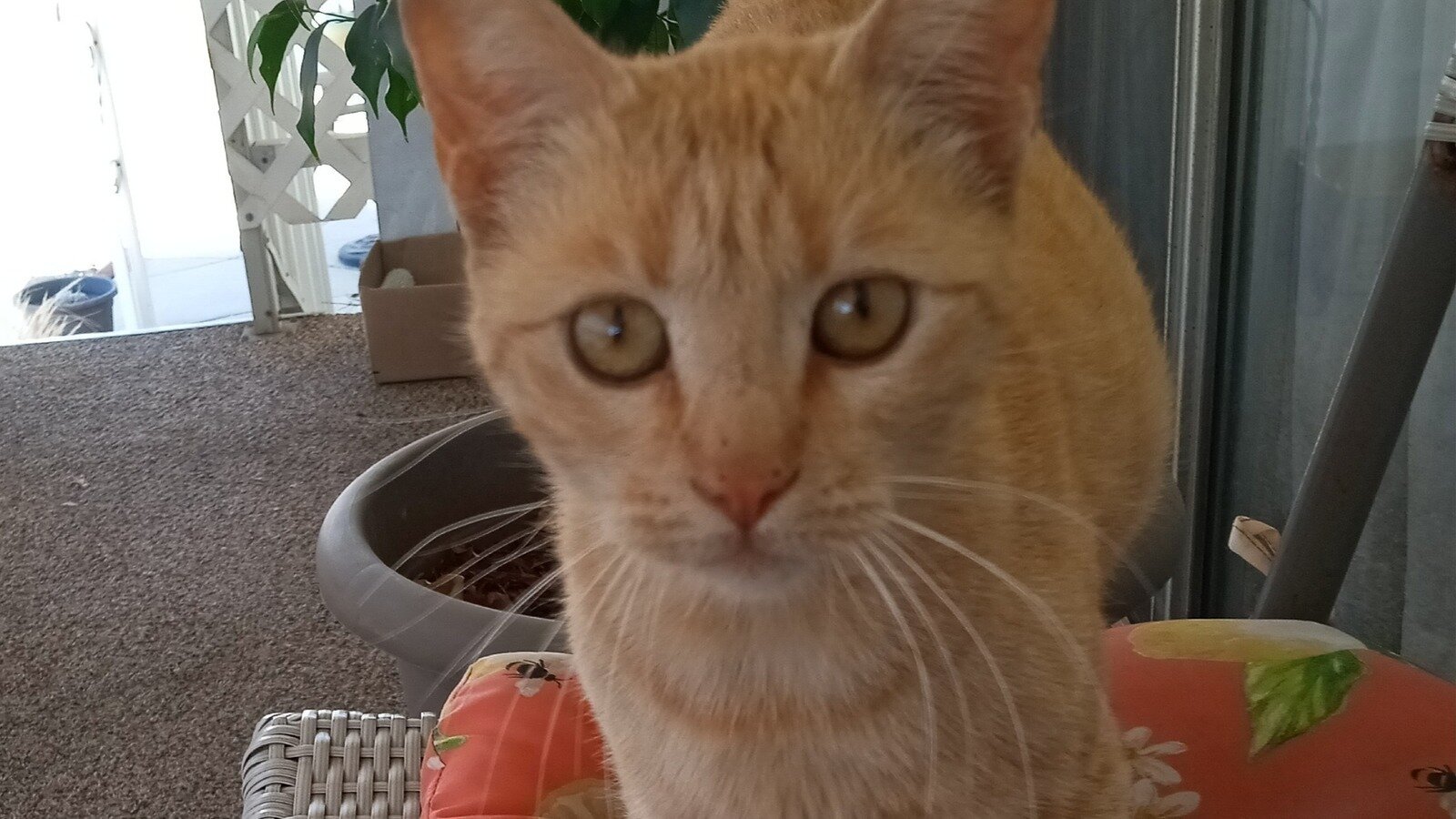 Petition · Establish Animal Services and a No Kill Shelter in Hemet