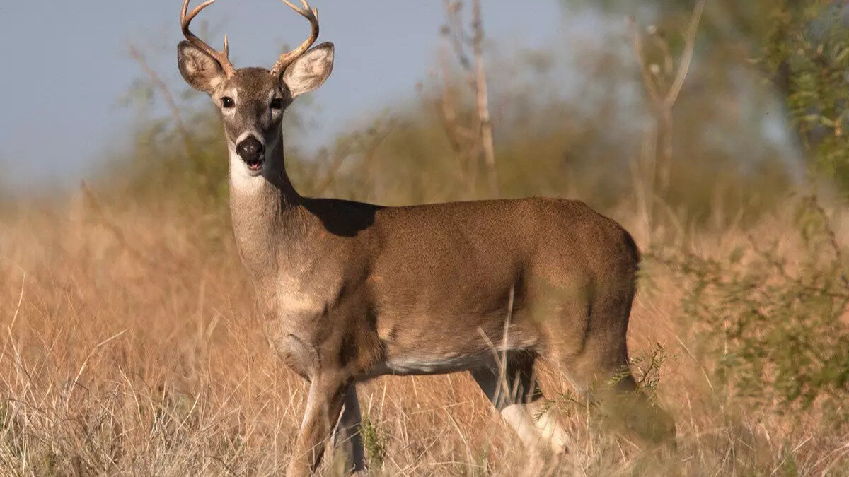 Petition · STOP!! Over the counter NONRESIDENT deer tags in KENTUCKY