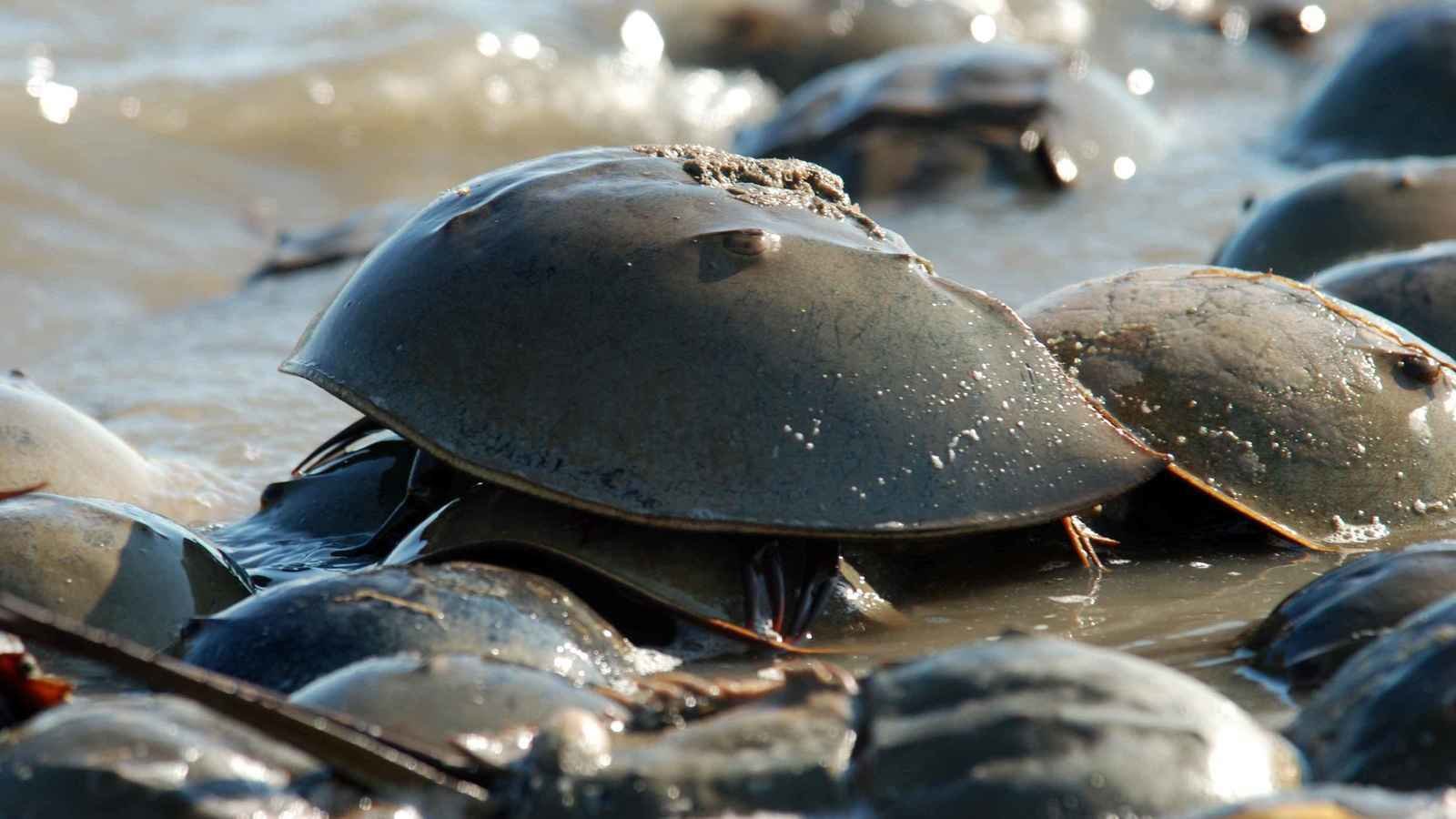 Petition · Stop the killing of Horseshoe Crabs in New York ·