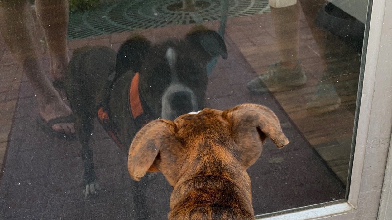 Petition · Change NH State Law to Allow Dogs in Restaurants at Owner