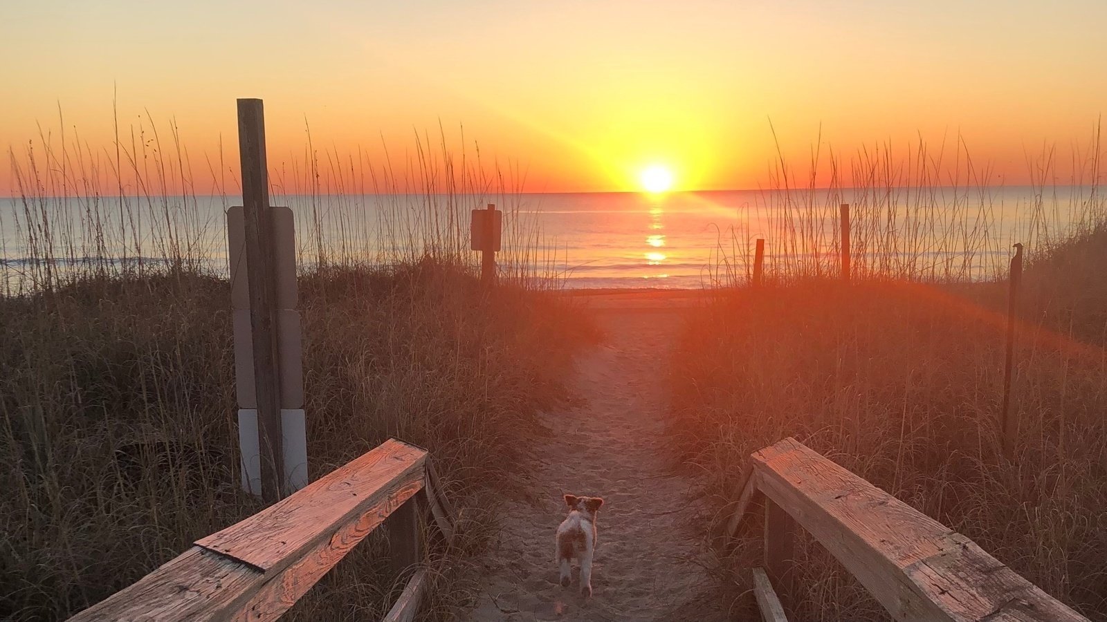 Petition · Allow Kure Beach dogs on beach during limited hours April