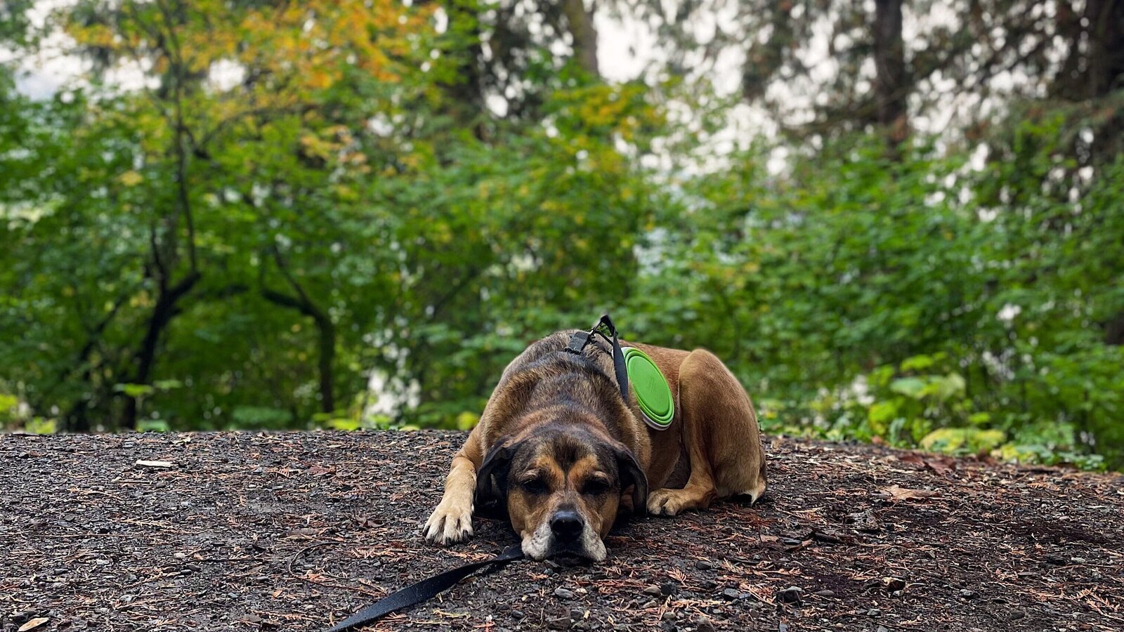 Petition · Allow DogFriendly Carts on Trains for Big Dogs ·
