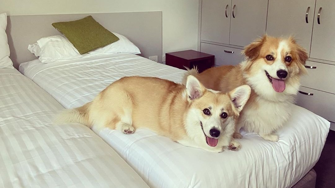 Petition · Pets allowed on Sydney trains NOW! Australia ·