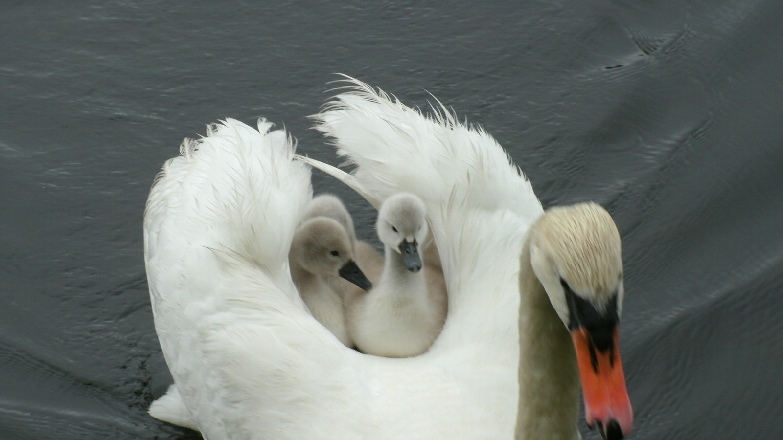 Petition · HELP STOP THE KILLING OF MUTE SWANS IN INDIANA United