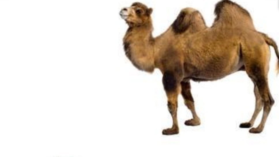 Petizione · Salviamo i cammelli e i dromedari australiani Italia