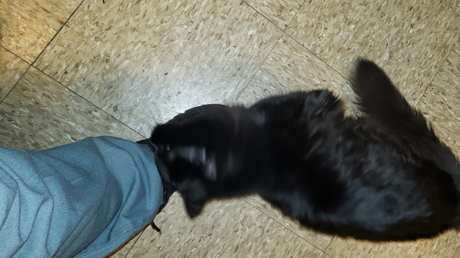 Petition · Trains blowing the horn for long long periods of time and at