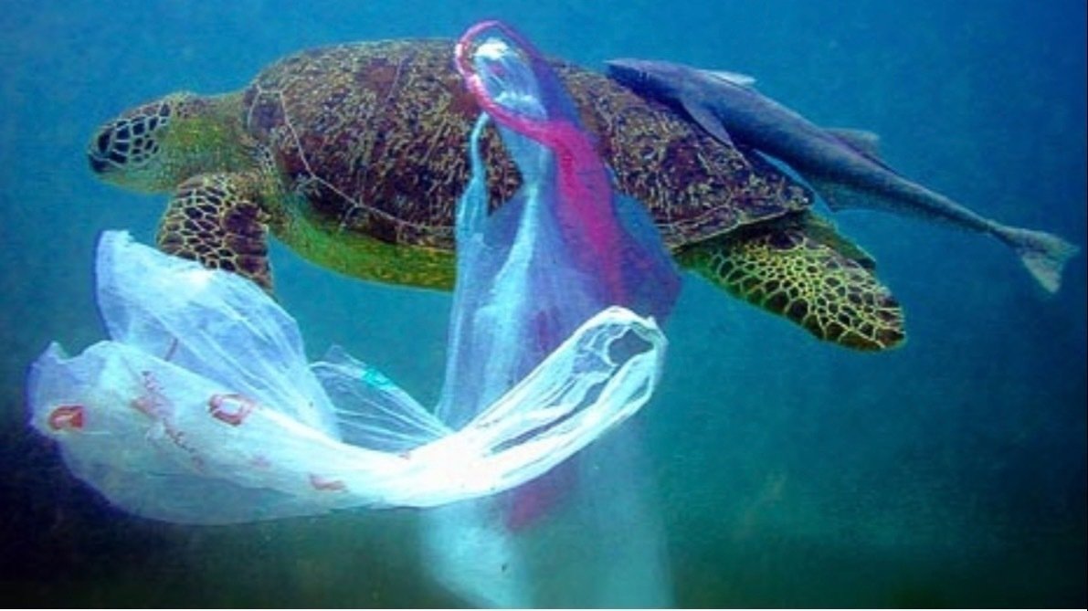Red Cycle Program Petition · Coles and Woolworths need to provide an alternative to ...
