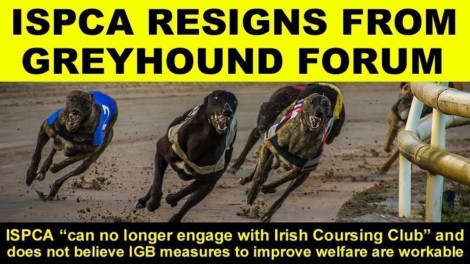 irish greyhound board members