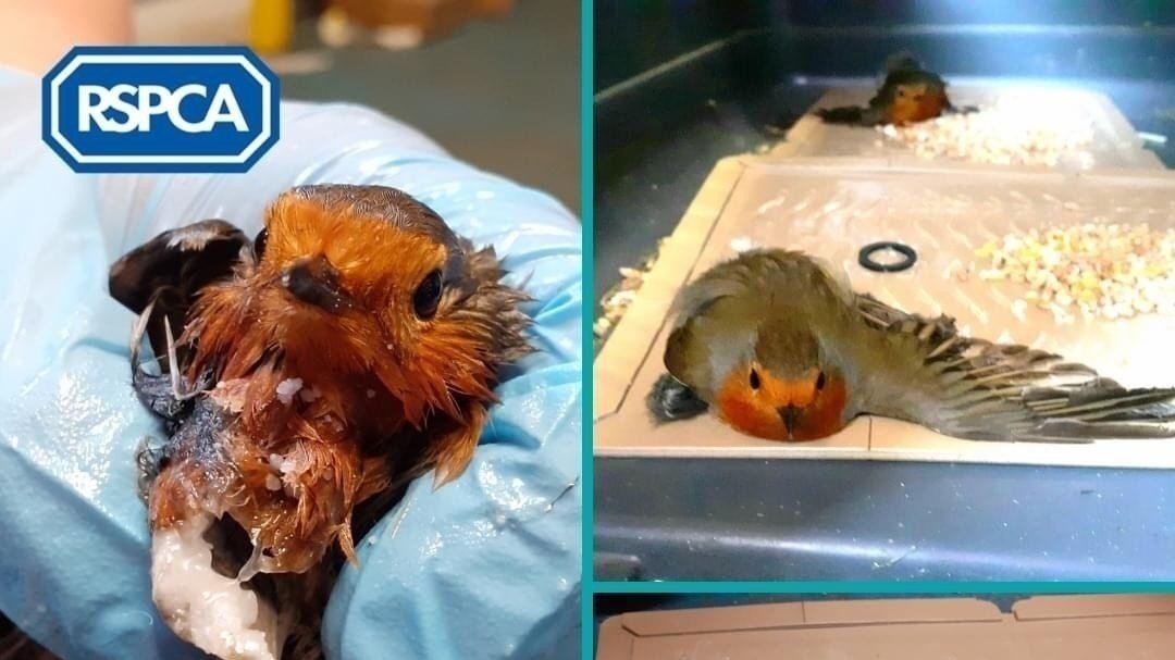 Petition Cruel Death Traps Change