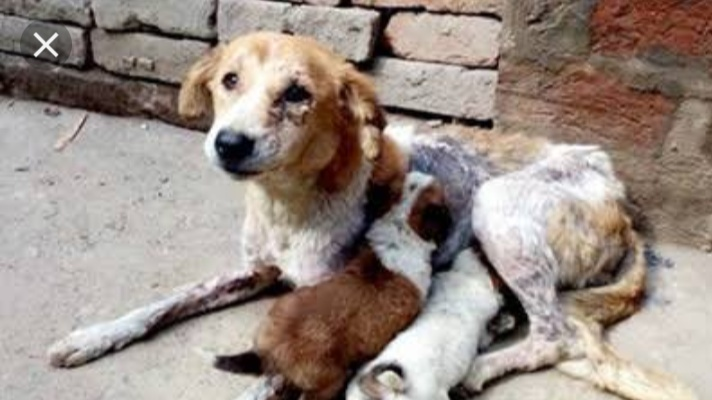 Petition · Make stricter laws against animal cruelty - India · Change.org