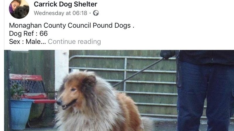 carrick dog shelter