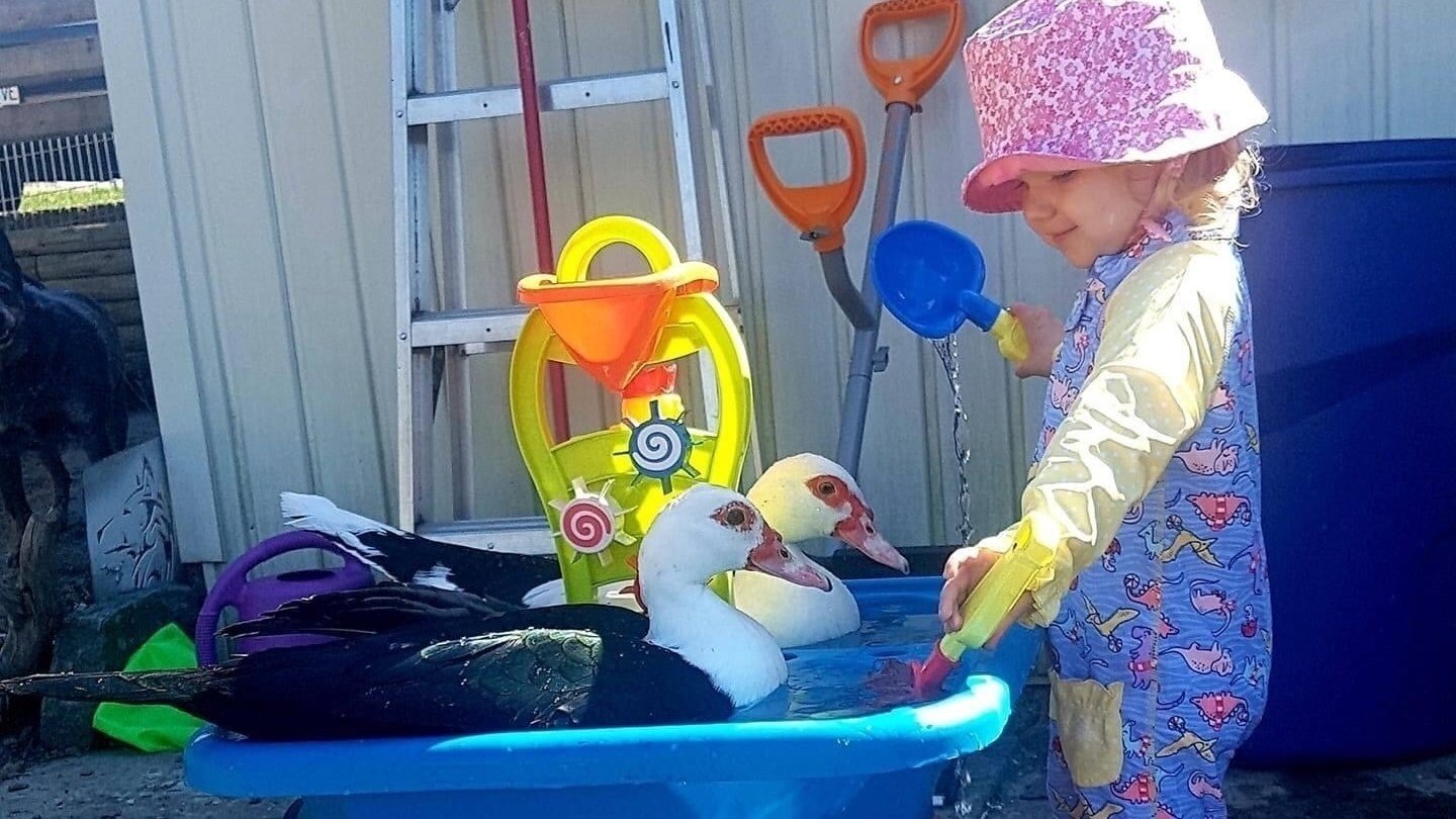 Petition · Save Rose’s Chickens and Ducks! Canada ·