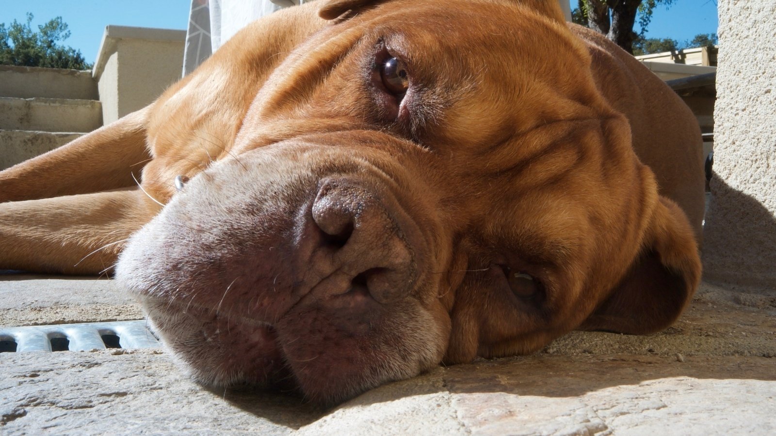 Petition · Persuade Gumtree to stop selling pets United Kingdom