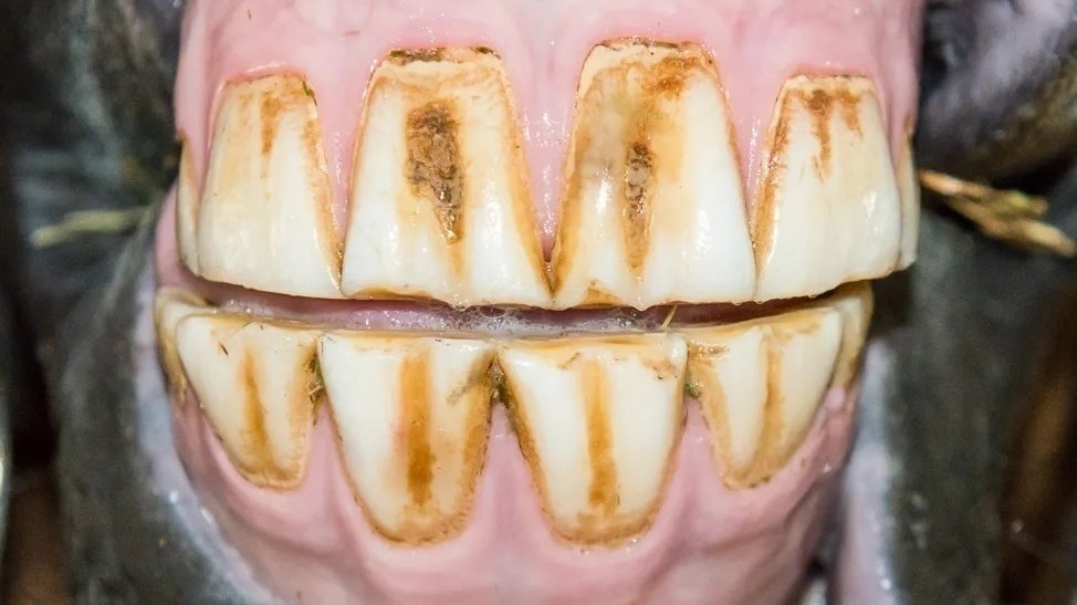 Petition · Change the Washington State Livestock Dentistry Laws on