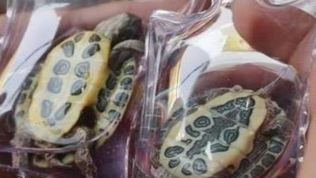 live turtle keychain