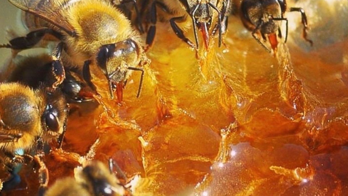 Health Benefits of Bee Pollen and Honey—Whats the Buzz About foto Health Benefits of Bee Pollen and Honey—Whats the Buzz About images