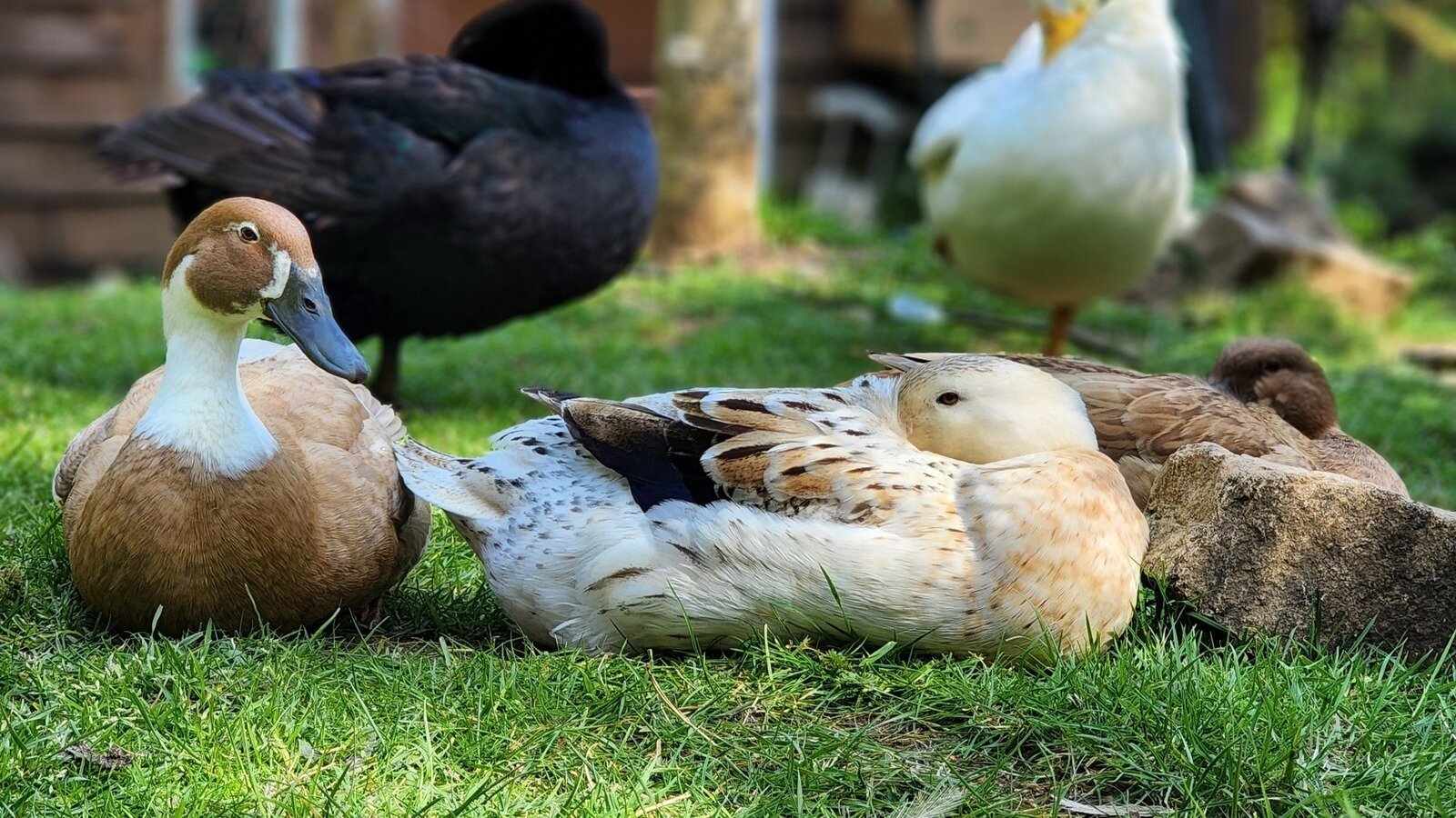 Petition · Implement Enforceable Animal Control Measures in Skamania ...