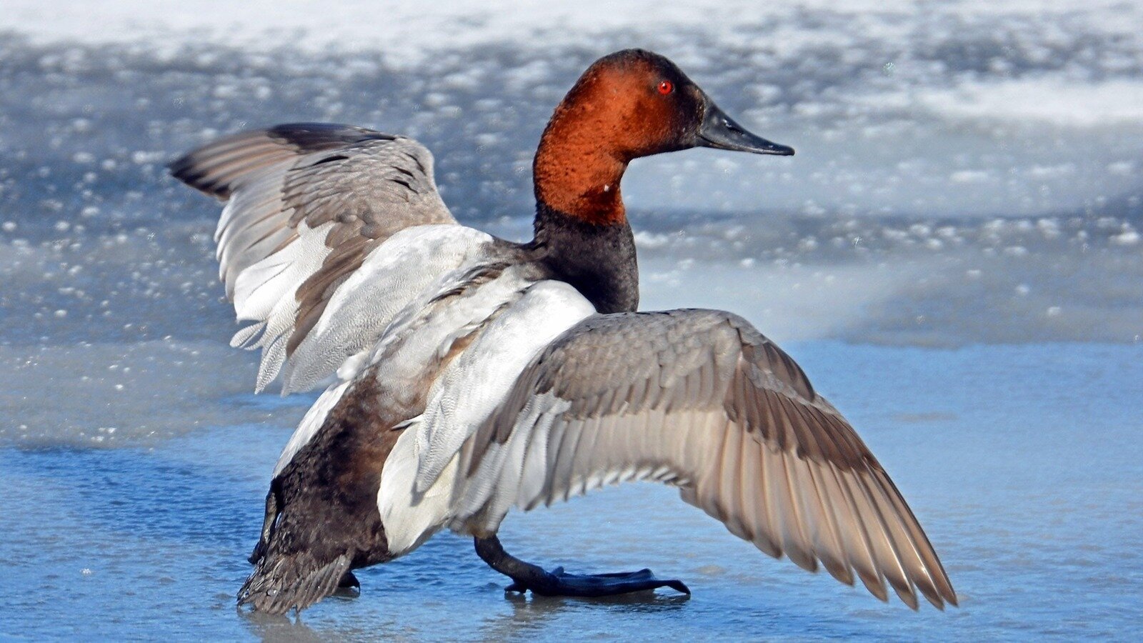 petition-revert-second-duck-hunting-season-to-december-mid-january