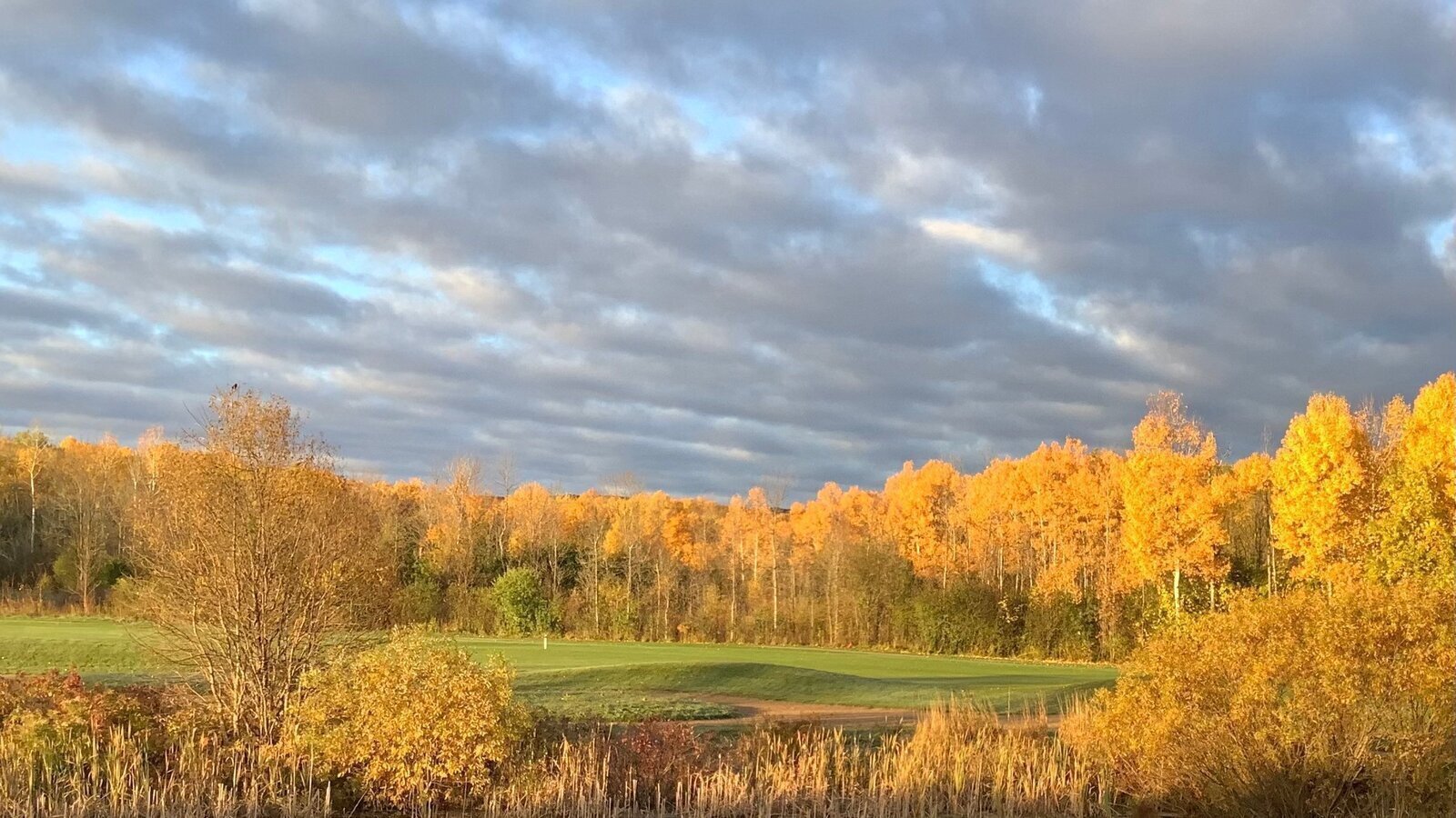 Petition · STOP What Is Happening to Collingwood’s Green Spaces