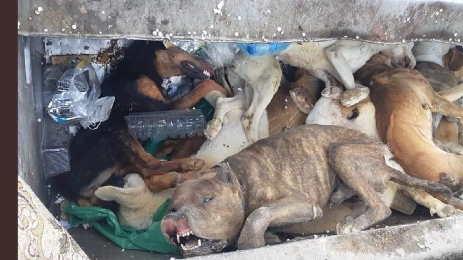 Petition · Urgent halt to animal massacre in Turkey!!! France