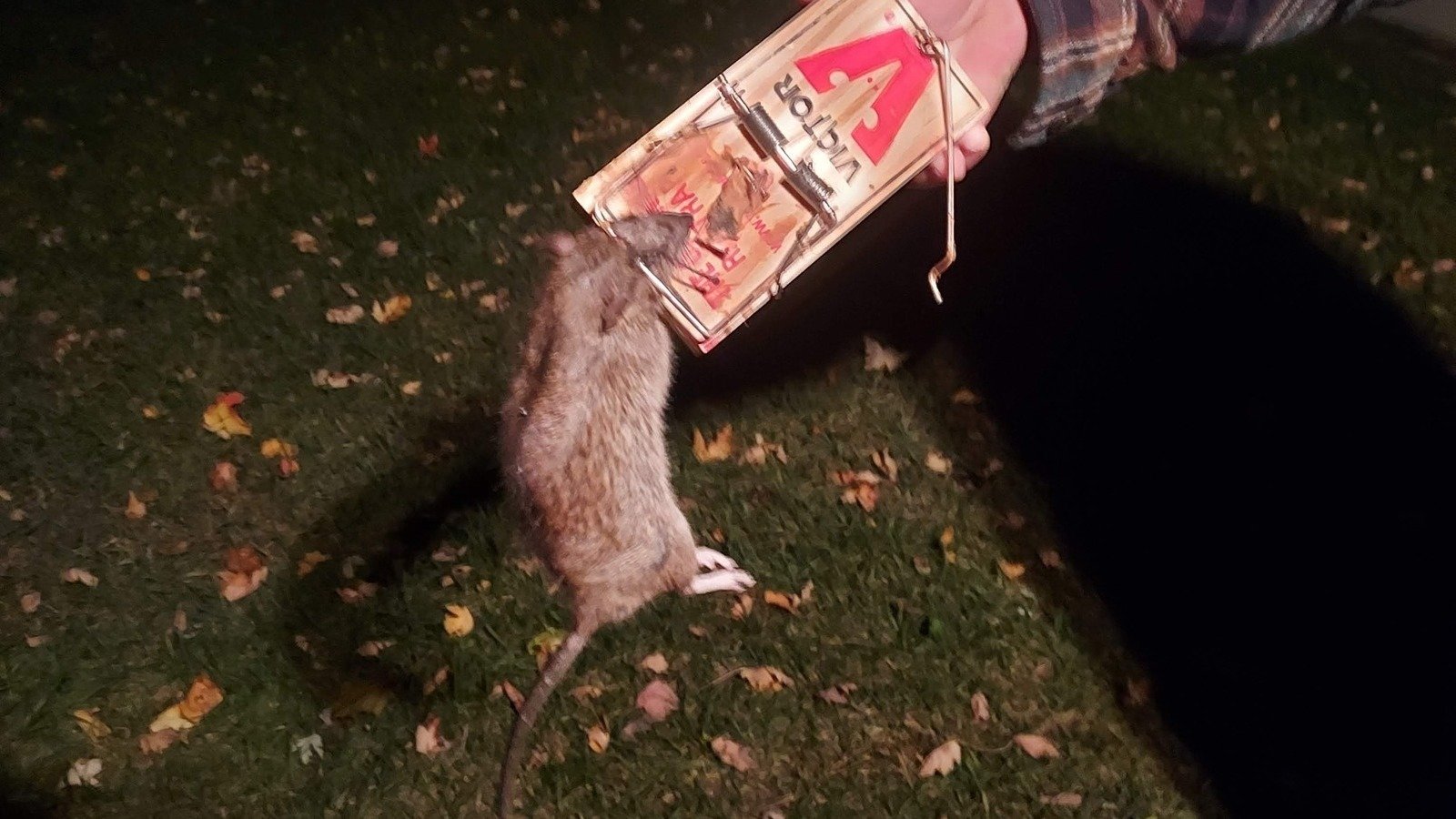 Petition · The Rats In Dorr, MI MUST Go United States ·