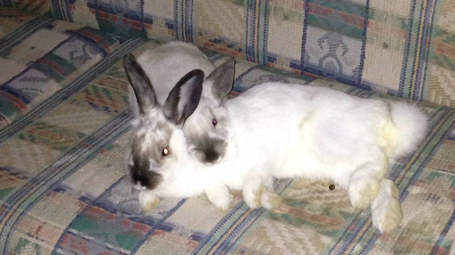 Petition · Allow Queenslanders to apply for a permit to keep a desexed