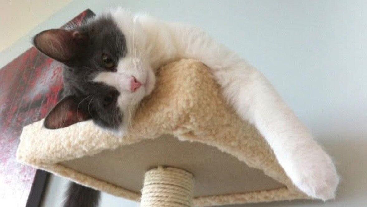 Petition · Make organ transplants on animals with failing organs ...