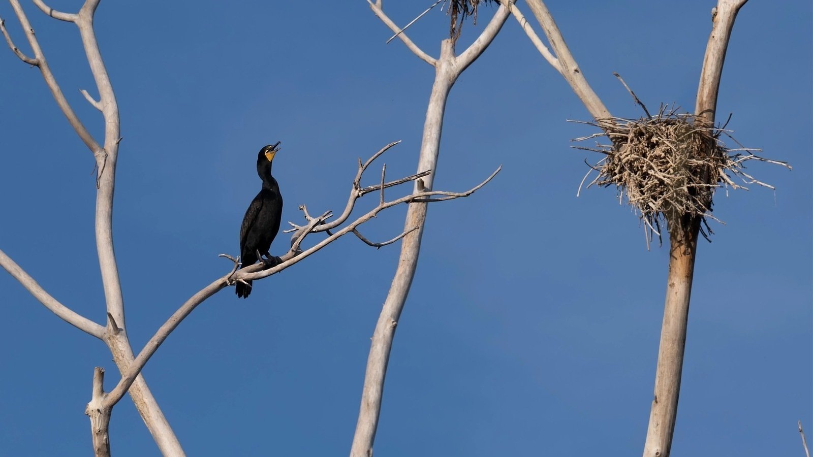 Petition · The cormorant problem at Hanlans point ·