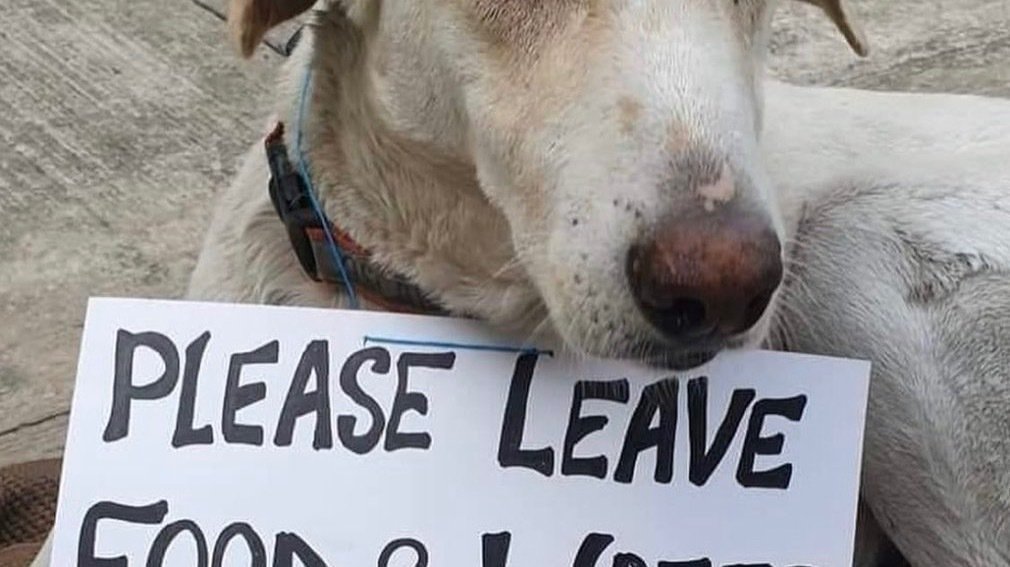 Petition · Make Dog/Cat Food Eligible with EBT SNAP Food Stamps