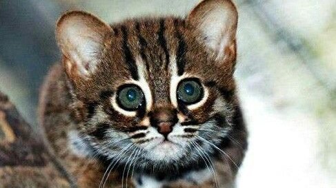 Petition Update Le Chat A Tete Plate Espece Menace D Extinction Change Org