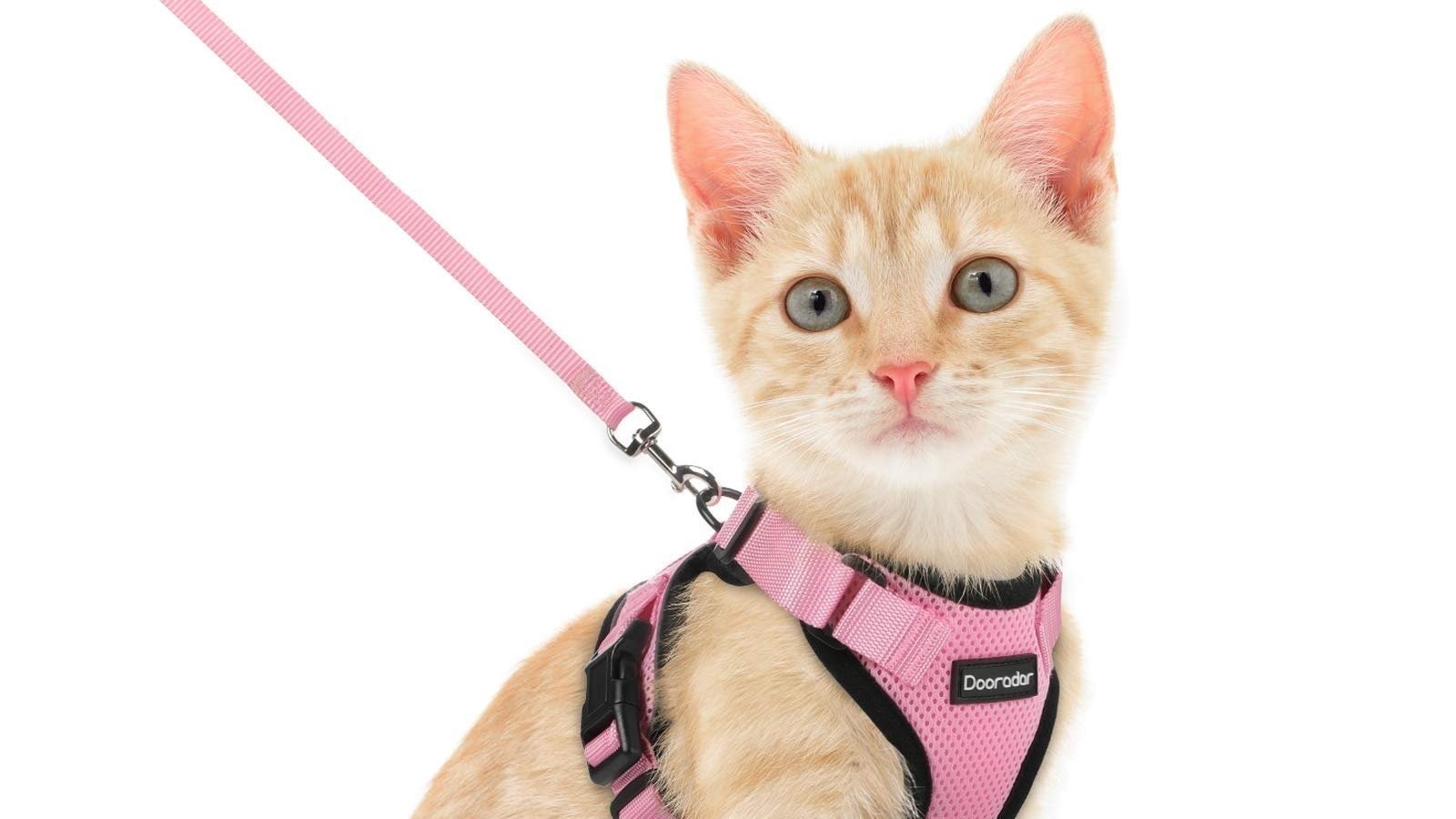 Petition · Register your cats! United States ·