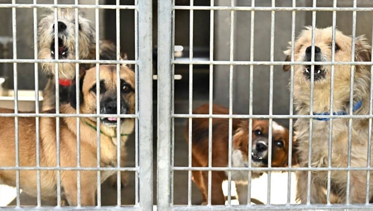 Petition · Illinois animal shelters are in crisis — we need emergency ...