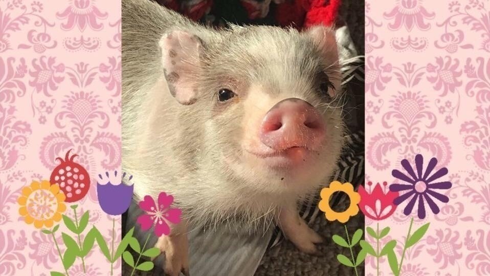 Petition · Allow mini potbelly pigs as pets in Mandan City limits