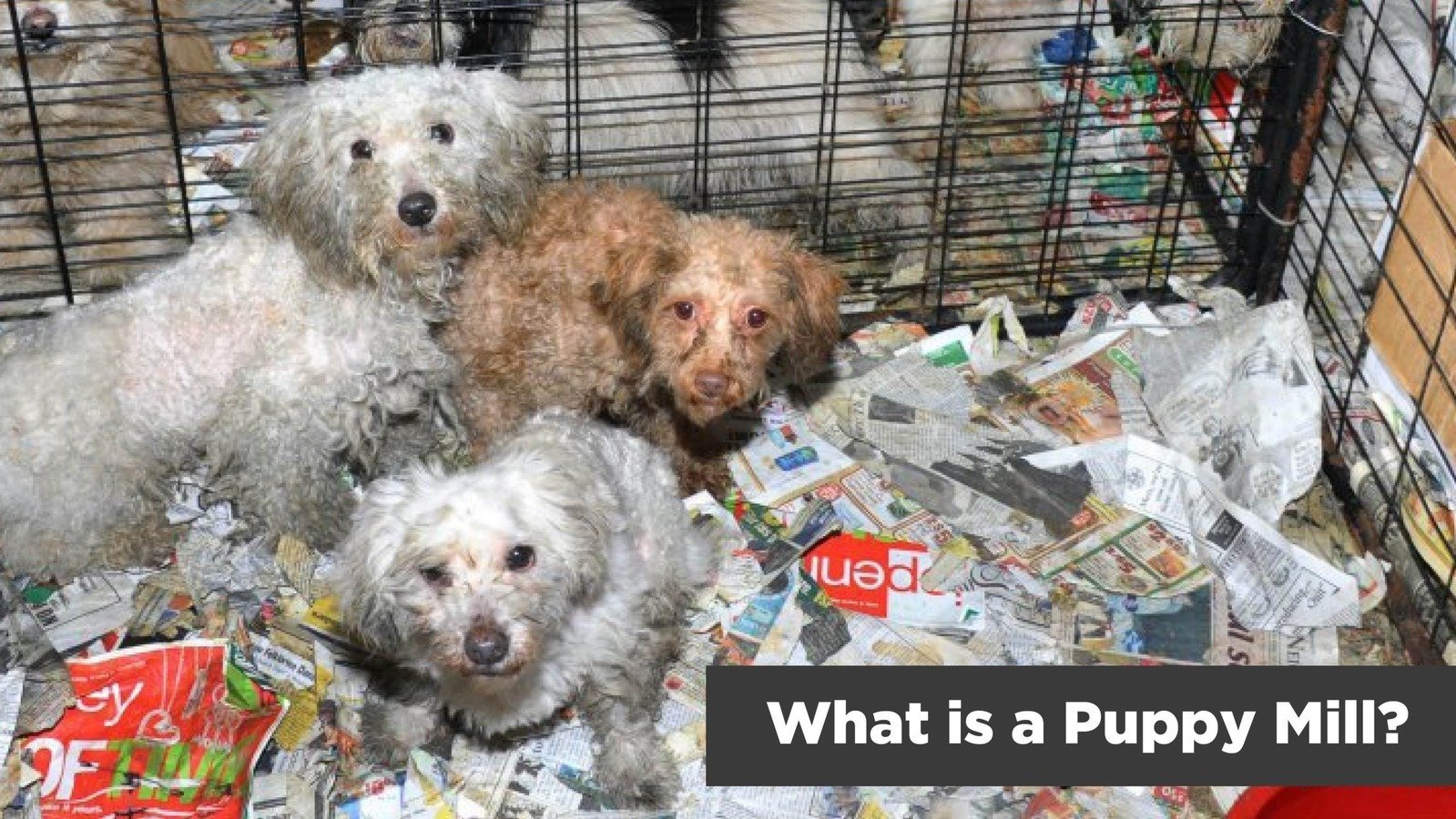 Are Puppy Mills Illegal In Florida