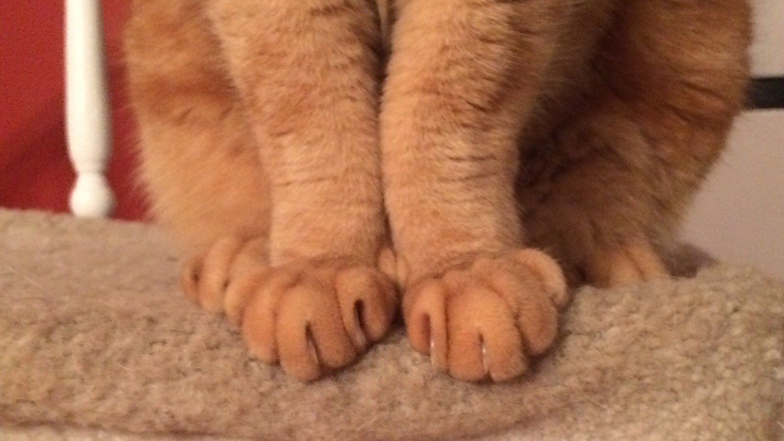 Petition · Stop declawing cats in BC Canada ·