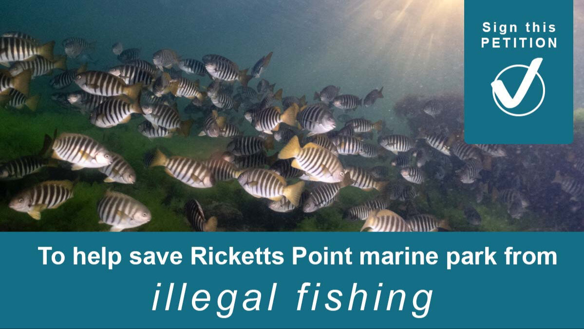 Petition · NEXT STAGE Protect Ricketts Point Marine Park from Illegal ...